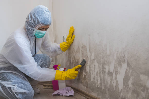 Best Water Damage Restoration  in Alorton, IL