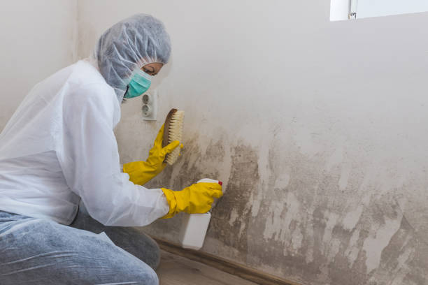 Best Residential Mold Removal  in Alorton, IL