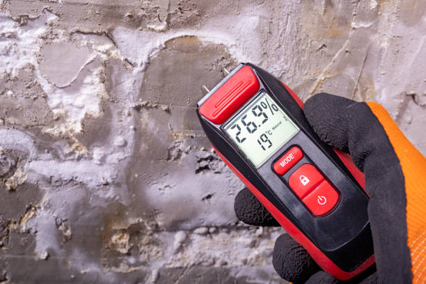 Trusted Alorton, IL Mold Removal Experts
