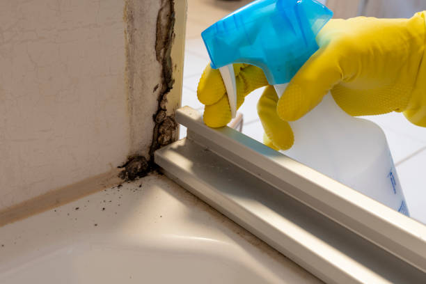 Best Crawl Space Mold Removal  in Alorton, IL