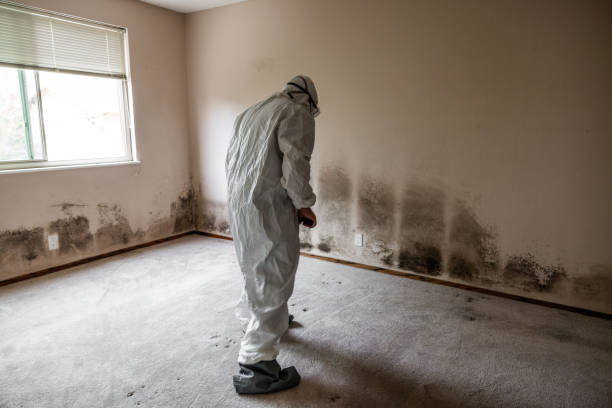 Best Home Mold Removal  in Alorton, IL