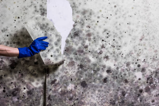 Best Mold Remediation  in Alorton, IL